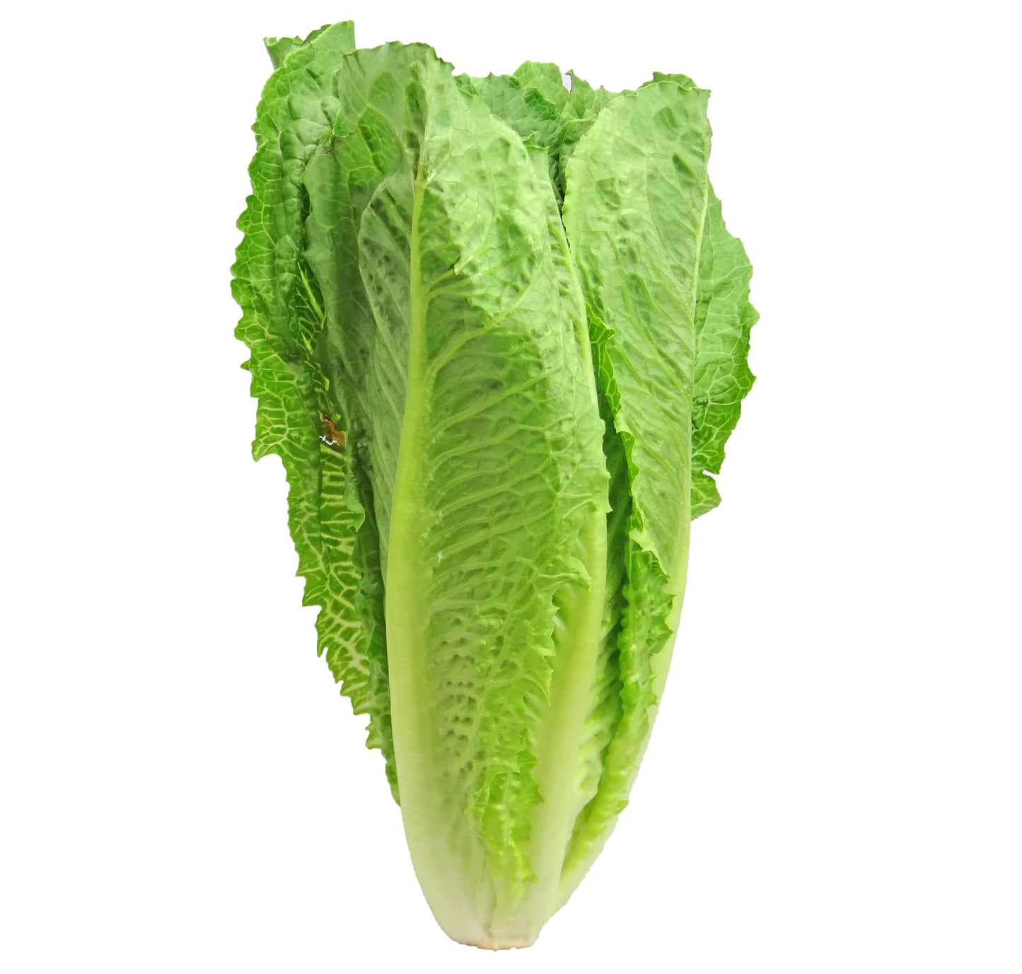 Romaine